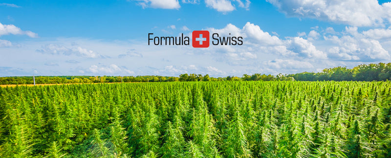 How industrial hemp captures and stores carbon