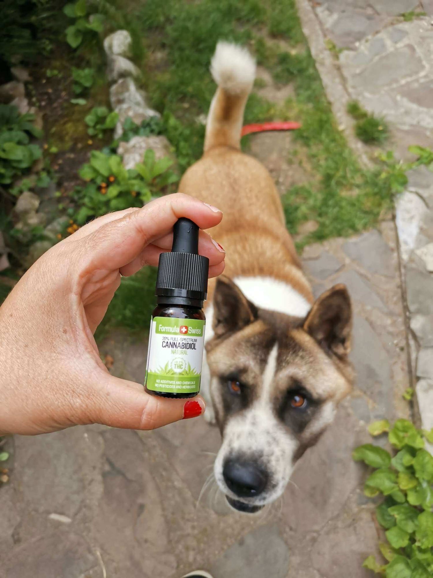 Formula Swiss Huile de CBD biologique dans l'huile naturelle